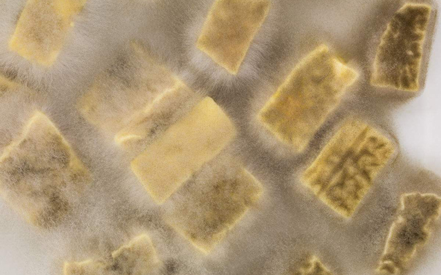 美极海鲜炒饭的做法